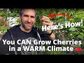 How We Re Growing TONS Of Cherries In SOUTHERN CALIFORNIA Planting Low Chill Cherry Trees