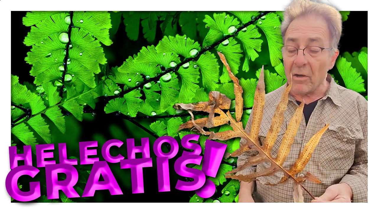 ¿Cómo se reproducen los helechos por esporas? 🌿🌱