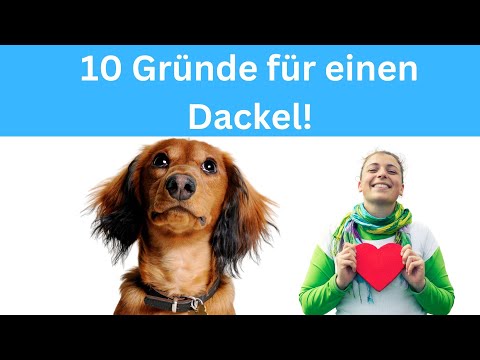 10 Gründe für einen Dackel als Hunderasse 🐶