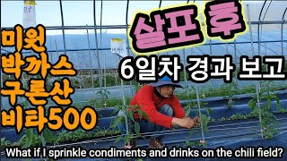 6일차 고추밭 실험 보고서 What if I sprinkle condiments and drinks on t…