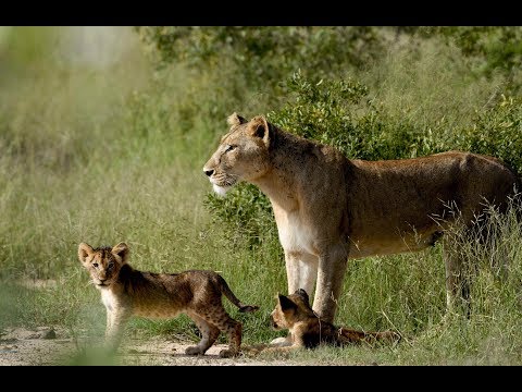 Lioness and cubs. KRUGER SUNSET LODGE I SAFARI HIGHLIGHTS #30