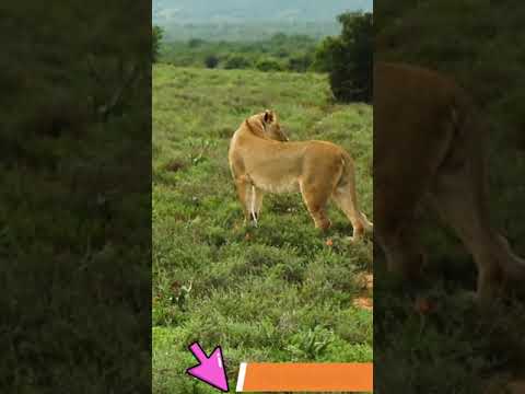 Video No.88   #shorts #A2_sir #Adeel #souravjoshivlogs #collection