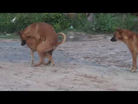 Doog Xxx Video Mp4 3GP Video & Mp3 Download unlimited Videos Download - Doog Xxx Video Mp4 3GP Video & Mp3 Download unlimited Videos Download -