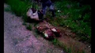 Download lagu Oil Palm Elaeis Guineensis-Harvesting mp3