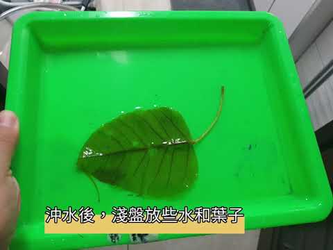 菩提葉象徵