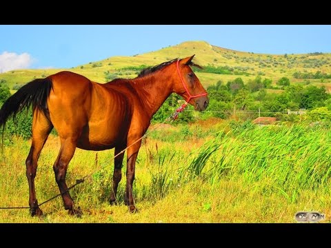 Village Vinetesti. Satul Vinetesti - Cordeni (2014). Vaslui, Romania.