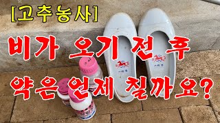 [고추농사]비가 오기 전 후 언제 약을 치는 것이 좋을까요?