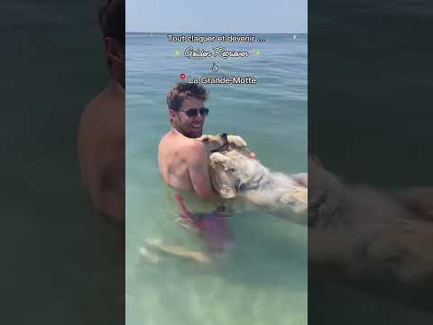 Golden Retriever à LGM #dogshorts #goldenretriever #holidays #beach