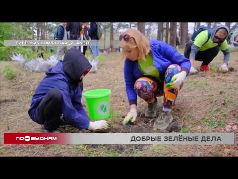 3,5 тысяч сосен высадят в Кайской роще в Иркутске