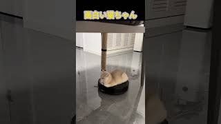面白い猫ちゃん#にゃんこ #子猫 #猫との暮らし #ペット動画 #癒し動物 #もふもふ猫 #かわいい猫