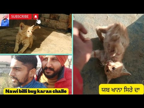 My cat back again home | Punjabi vlog |Harpreet singh laddy  #punjabivlogs #viralvideo