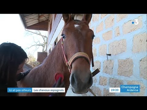 , title : 'Rencontre avec des éleveurs de chevaux pure race espagnole dans les Ardennes'