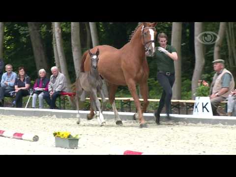 Fohlen von De Niro - Rascalino