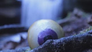 The Birthday Massacre - Divide (Music Video)