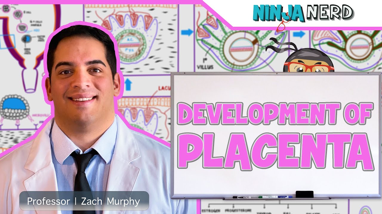 Embryology | Development of the Placenta