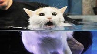 Cats Hate Water! - Funny Cats in Water Compilation 2016
