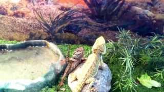 Bearded dragons waving to each other