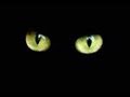 Жил да был черный кот за углом. Once upon a black cat around the ...