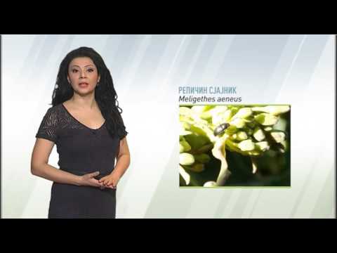 Zelena prognoza, 31.3.2016. - O repičinom sjajniku u usevima uljane repice