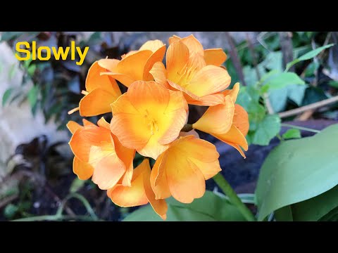 ABC TV | How To Make Clivia Paper Flower With Shape Punch (Slowly) - Craft Tutorial