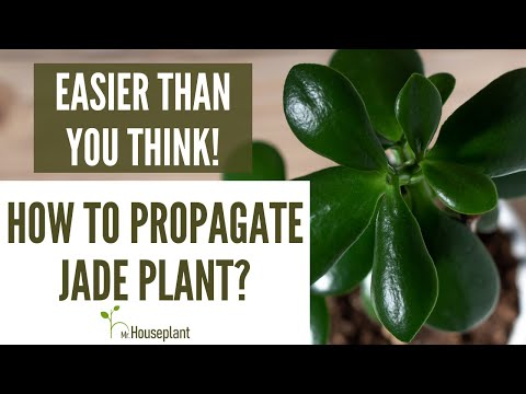, title : 'How to Propagate Jade Plant? (Easier Than You Think!)'