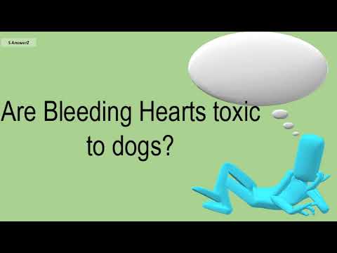 1st YouTube video about are bleeding hearts poisonous to dogs