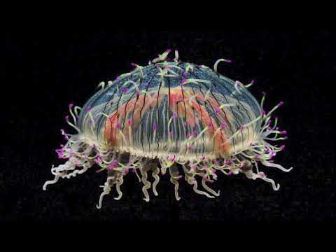 Clap Psycho - Gato Egipcio (Estudios Cordillera)