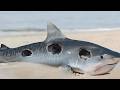 Here S Why No Shark Would Ever Think Of Entering The Black Sea