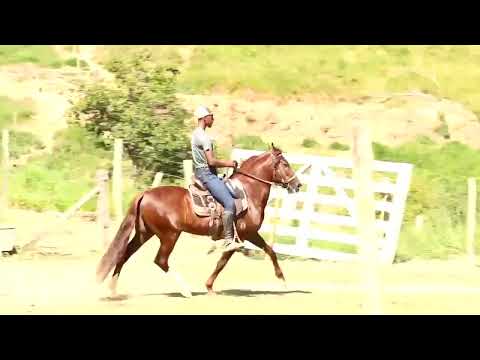 Cota LOTE 02   BRUXO CABALLERO