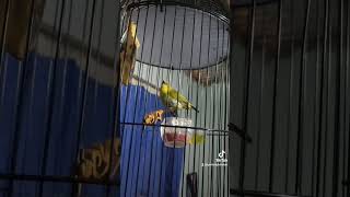 Download lagu tembakan witwit sejalur masteran pleci. mp3