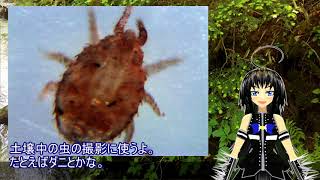 自己紹介：八切ヤツメ：バーチャル虫撮りお姉さん