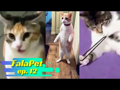 Dublagens de animais engraçadas - FalaPet 12
