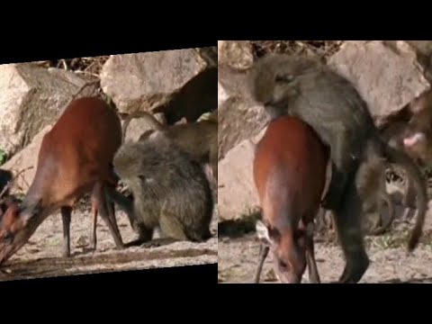 young funny baboons(young monkey) plays with red Forest duiker and frog