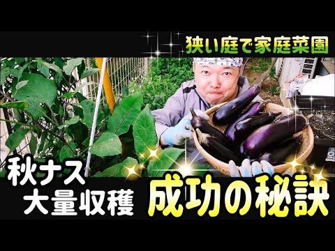 , title : '【秋ナス大量収穫！】成功の秘訣！！　〜狭い庭で家庭菜園〜'