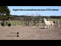 Rogate Ranczo OTOZ Animals Zwierzęta Ocalone Od Rzeźni