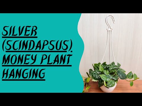 Silver Scindapsus Money Plant Hanging
