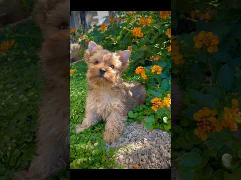 Yorkshire Terrier - Γιορκσάιρ Τεριέ-thumb-1