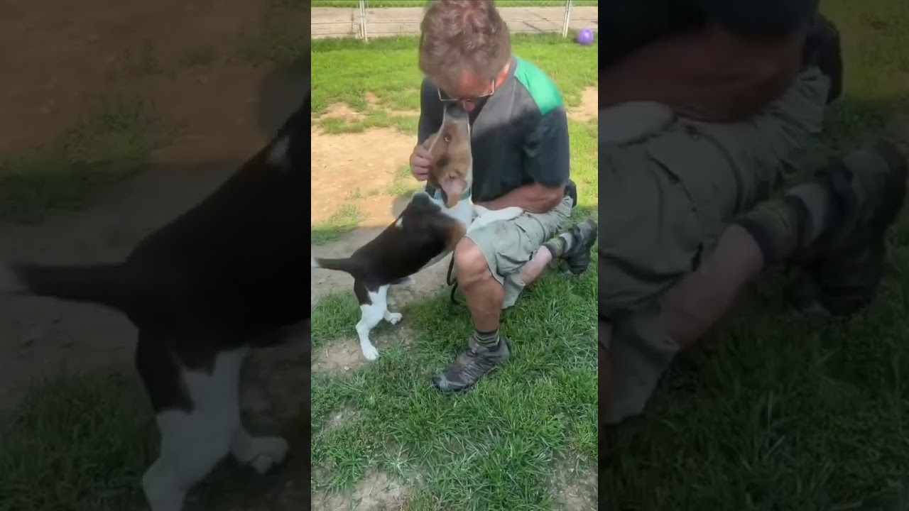 Frankie, a ADOPTABLE Beagle in Shippenville, PA video 6/6