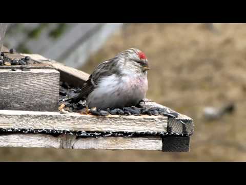 'Hornemann's' Hoary Redpoll in Northern Ontario