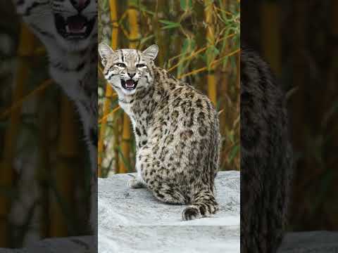 Oncilla Cat EP30 | The Tiny but Fierce Feline of South America's Forests