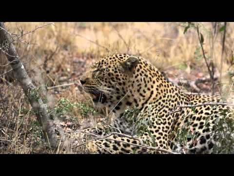 Male leopard panting after eating an impala, Sabi Sands Game Reserve