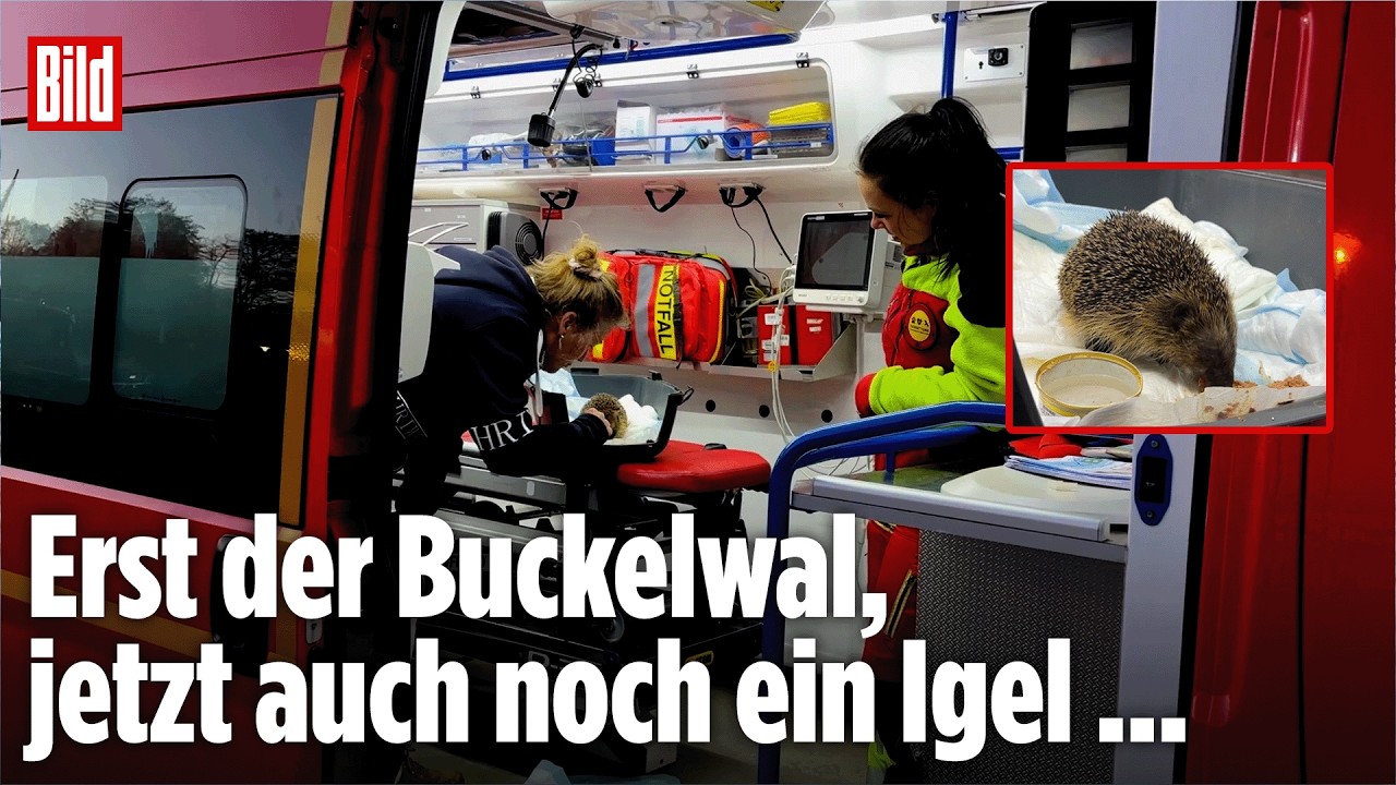 OSTSEE: Igel-Rettung im Hafenbecken von Poel – Mitten im Timmy-Einsatz!