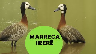 Canto da Marreca Irer, Marreca Viva, Marreca Piadeira, Paturi, Marreca Viuvinha Livre na Natureza