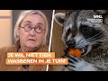 Wasbeer rukt op in Nederland: 'Wen er maar aan'