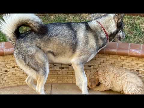 VPA-West Virtual Vaibhava - Fantastic Pets show