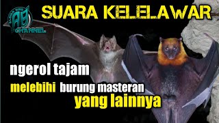 Download lagu suara kelelawar ngerol tajam seperti cililin mp3