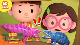 ¡LOS HERMANOS CAMALEONES ESTÁN PELEANDO! 😱😨 | Criaturas Camufladas | Leo, El Explorador | Animación