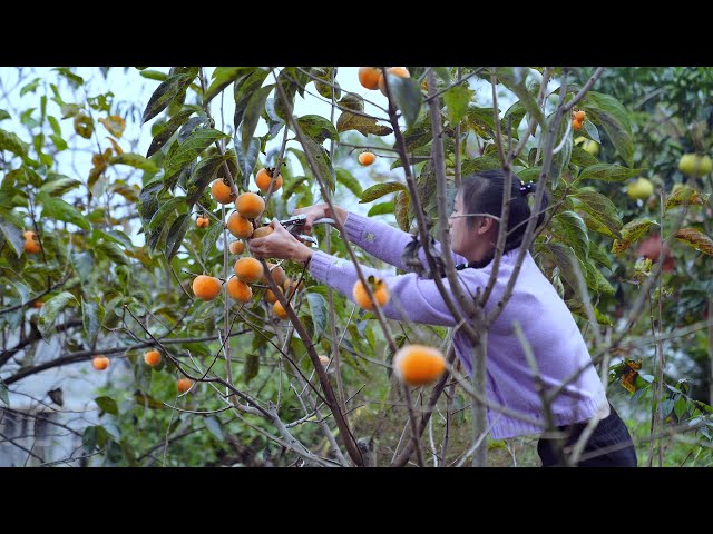 Video de pronunciación de pomelo en Inglés