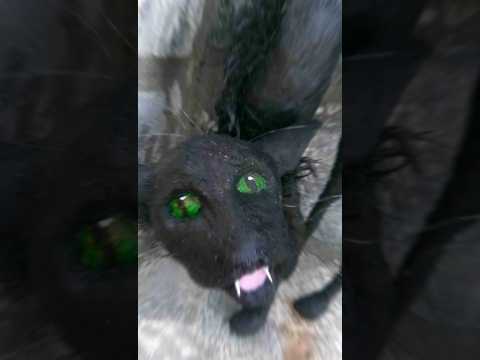 SkinWalker Disguised As Animals ☢️ PRT-29 #viral #ytshorts