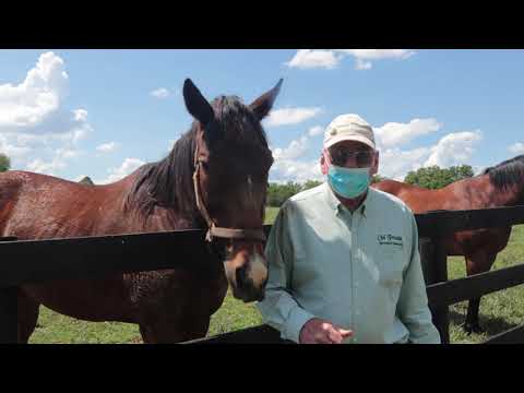 Old Friends Virtual Tour -King Kreesa, Kharafa & Lubash 2020